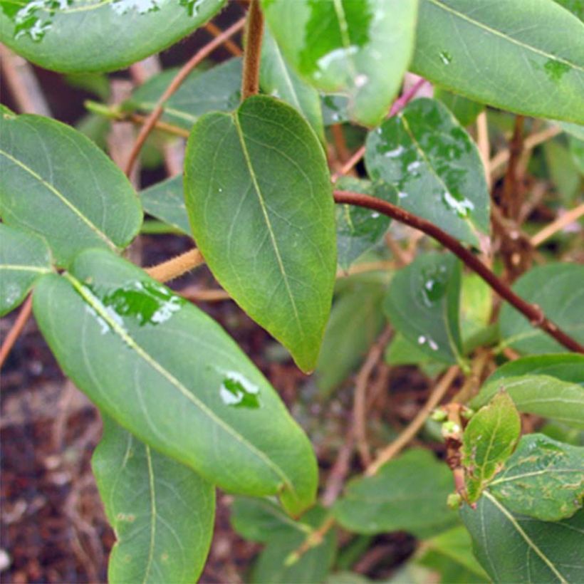 Chèvrefeuille de Henry - Lonicera henryi (Foliage)