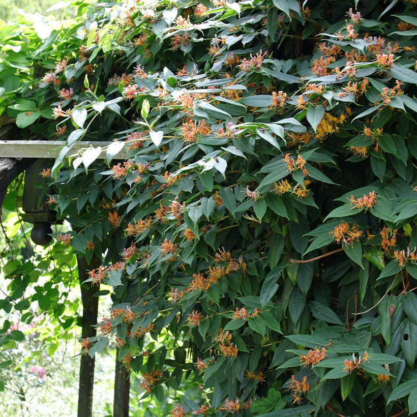 Chèvrefeuille de Henry - Lonicera henryi (Plant habit)