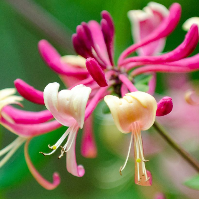Chèvrefeuille du Japon - Lonicera japonica Dart's World (Flowering)
