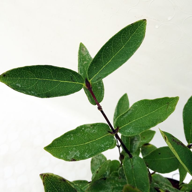 Lonicera kamtschatica Eisbär - Baie de Mai (Foliage)