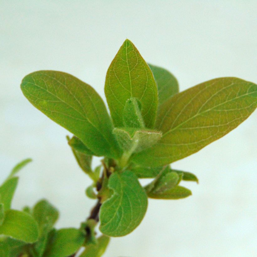 Lonicera kamtschatica Sweet Myberry - Baie de mai (Foliage)