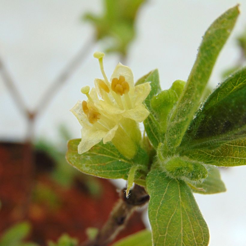 Lonicera kamtschatica Sweet Myberry - Baie de mai (Flowering)