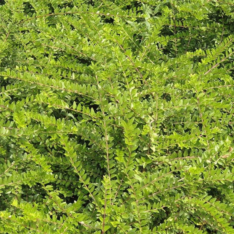 Lonicera nitida - Chèvrefeuille à feuilles de buis  (Foliage)