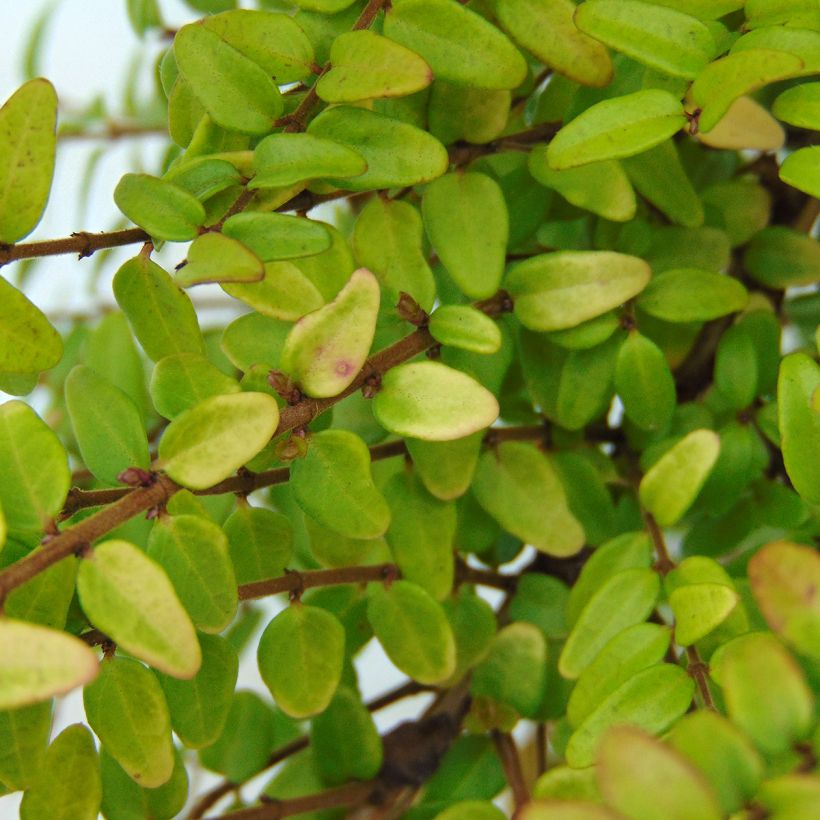 Lonicera nitida Baggesen's Gold - Chèvrefeuille arbustif (Foliage)