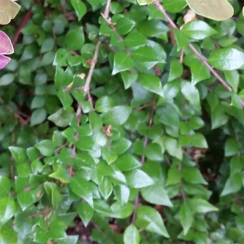 Lonicera nitida Red Tips - Chèvrefeuille à feuilles de buis. (Foliage)