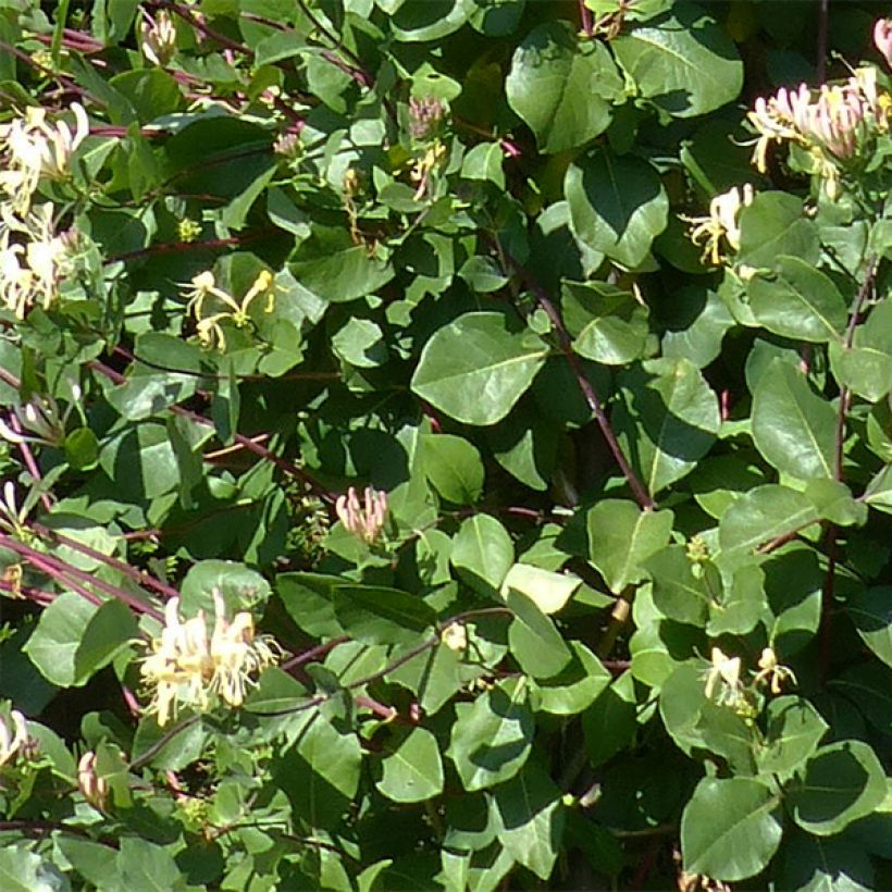 Chèvrefeuille des Bois Graham Thomas (Foliage)