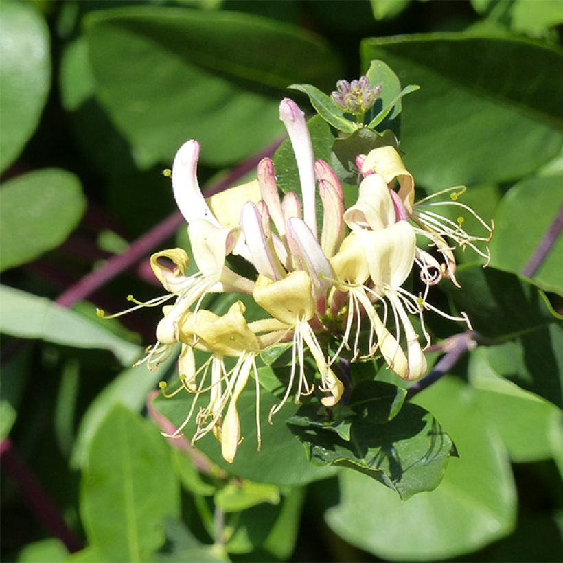 Chèvrefeuille des Bois Graham Thomas (Flowering)