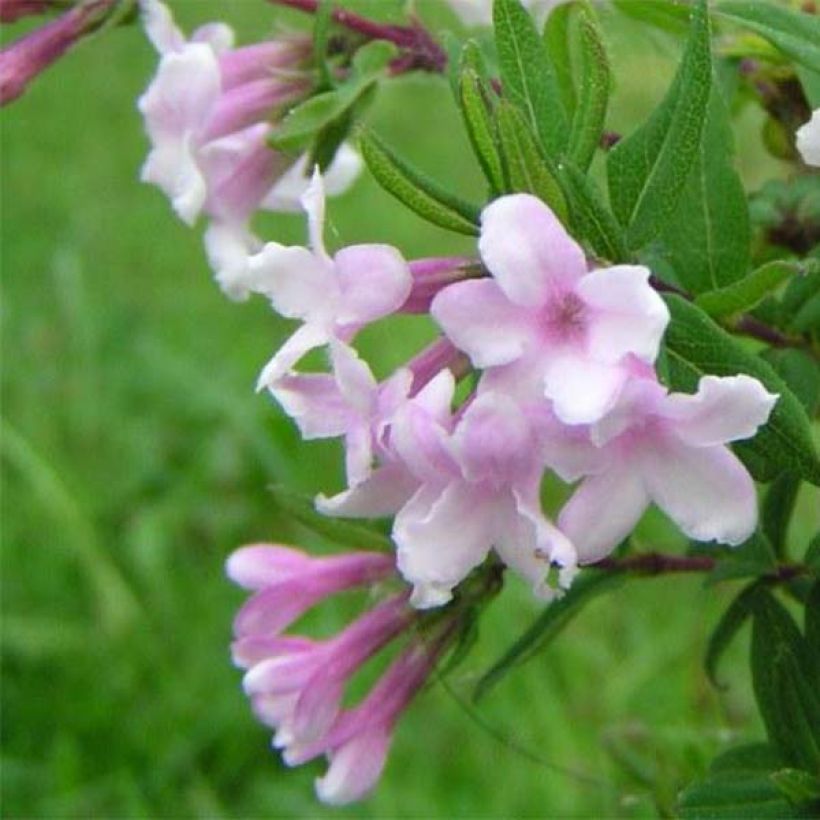 Lonicera syringantha - Chèvrefeuille lilas (Flowering)