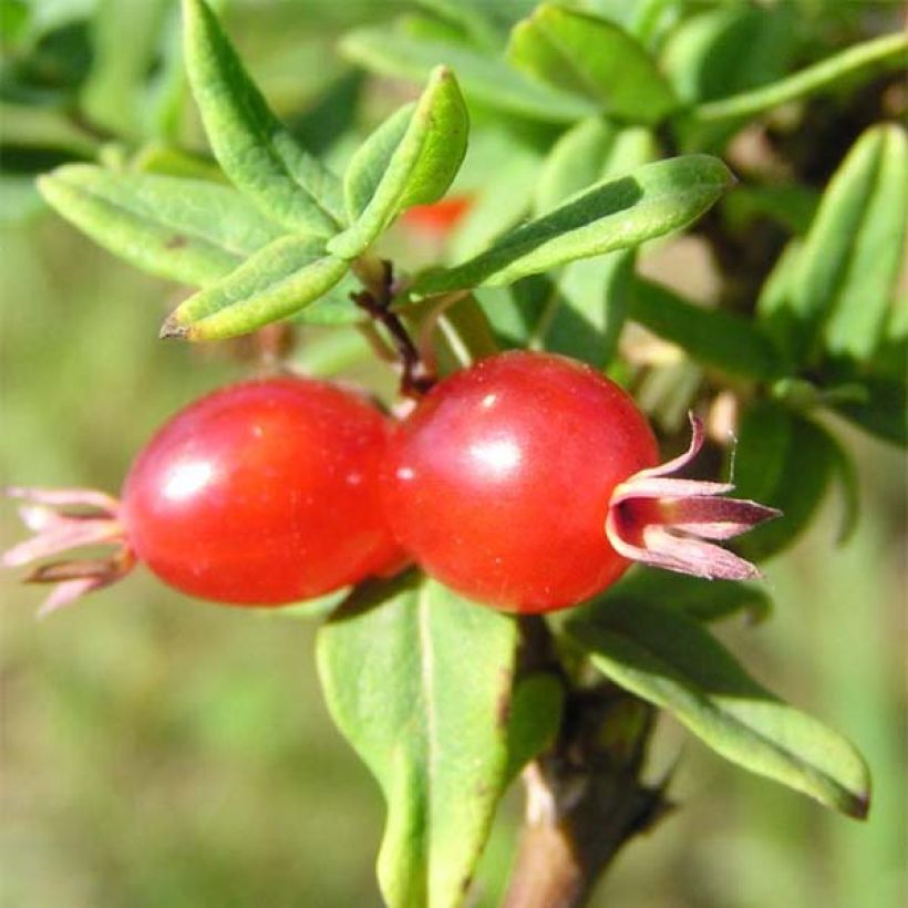 Lonicera syringantha - Chèvrefeuille lilas (Harvest)
