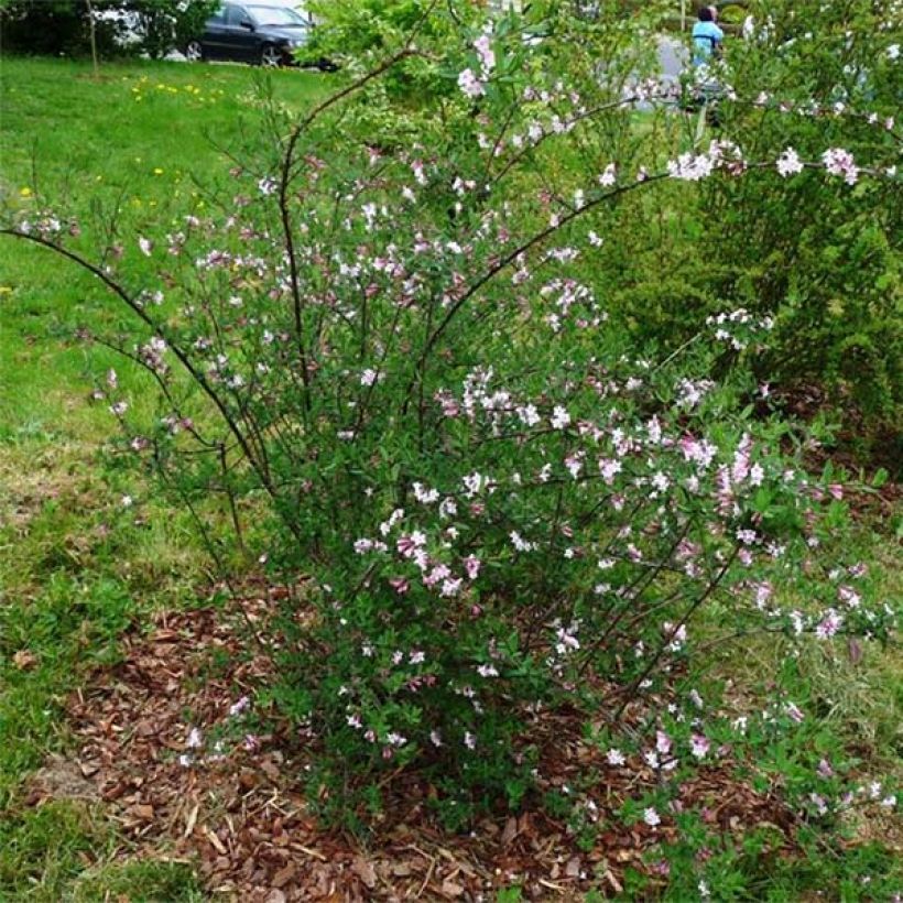 Lonicera syringantha - Chèvrefeuille lilas (Plant habit)