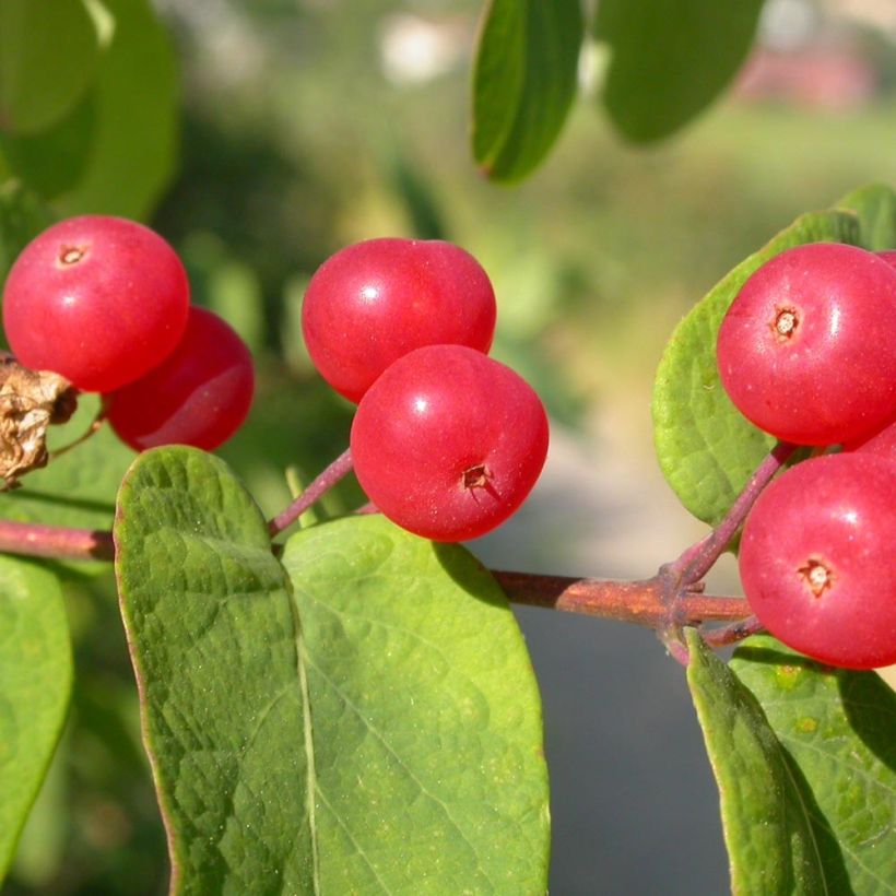 Lonicera tatarica - Chèvrefeuille de Tartarie (Harvest)