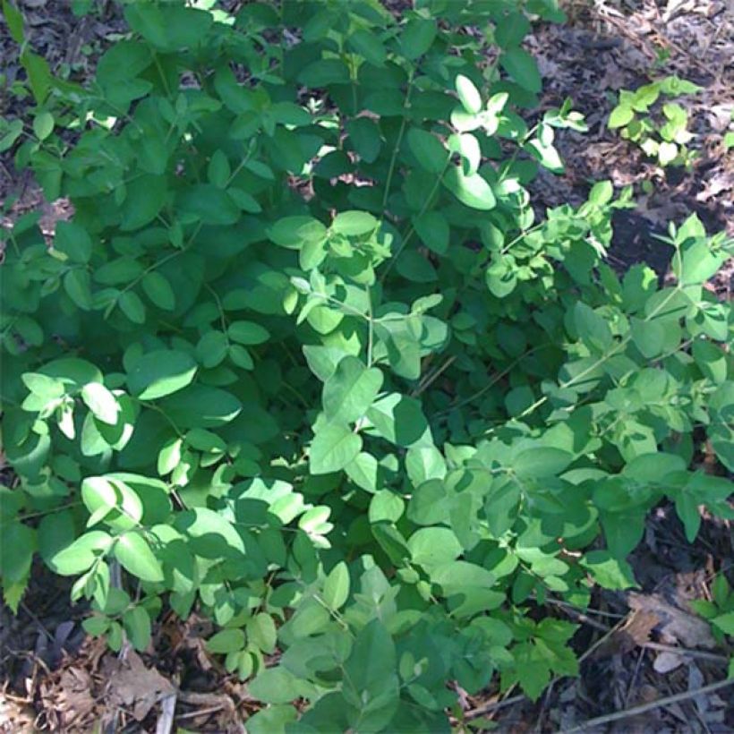 Lonicera tatarica Hack's Red - Chèvrefeuille de tatarie (Foliage)