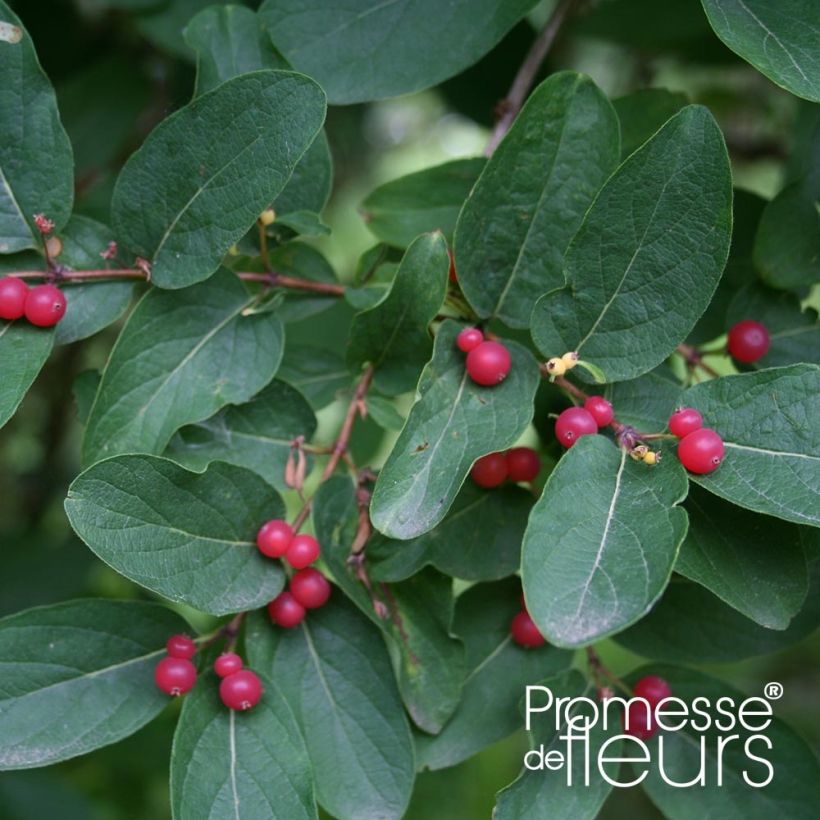 Lonicera tatarica Rosea - Chèvrefeuille de Tartarie (Foliage)