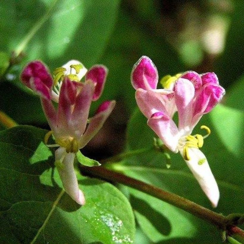 Lonicera tatarica Rosea - Chèvrefeuille de Tartarie (Flowering)