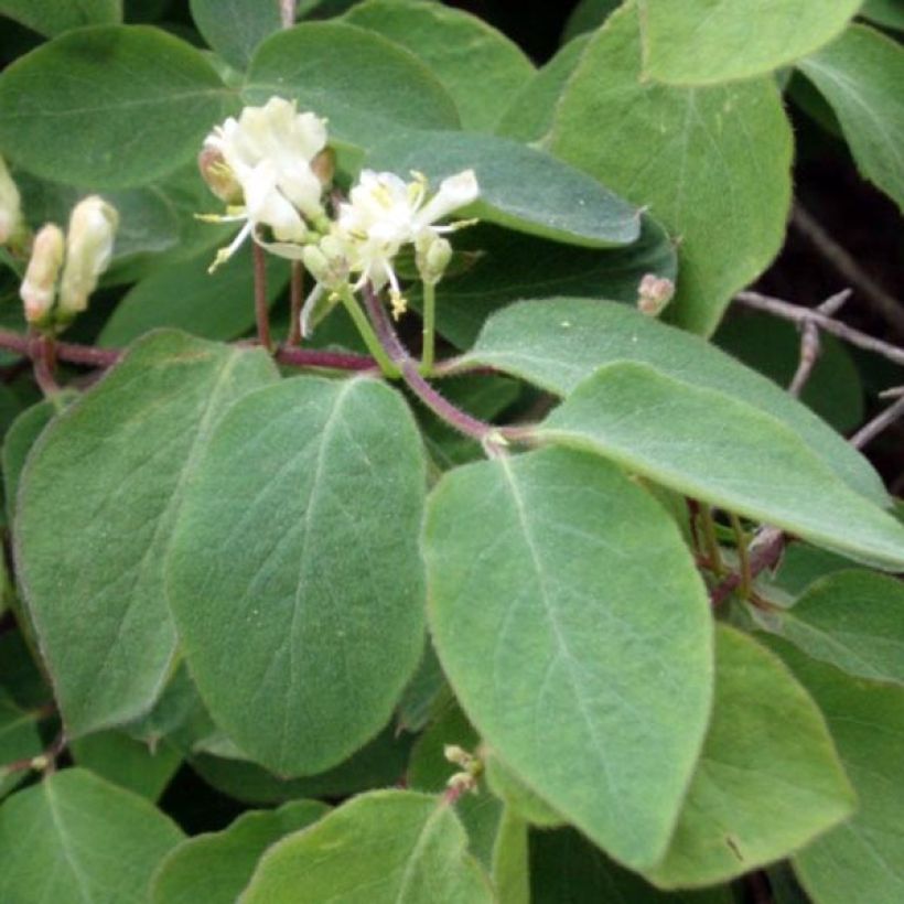 Lonicera xylosteum - Chèvrefeuille des haies (Foliage)