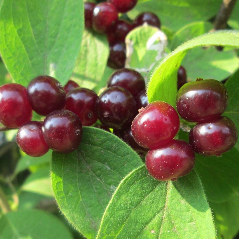Lonicera xylosteum - Chèvrefeuille des haies (Harvest)