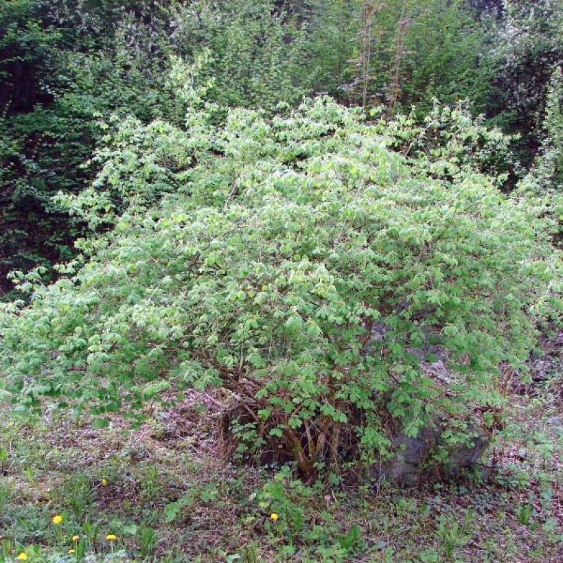 Lonicera xylosteum - Chèvrefeuille des haies (Plant habit)
