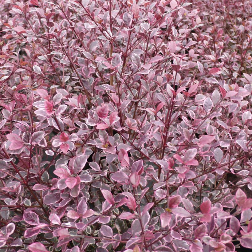 Lophomyrtus Magic dragon (Foliage)