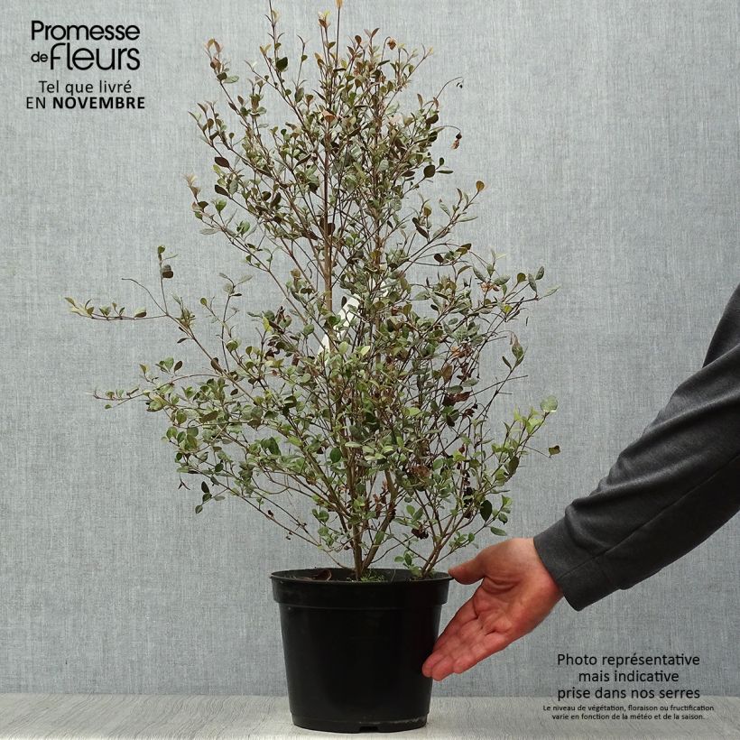 Example of Lophomyrtus Red dragon  Pot de 4L/5L as you get in automne