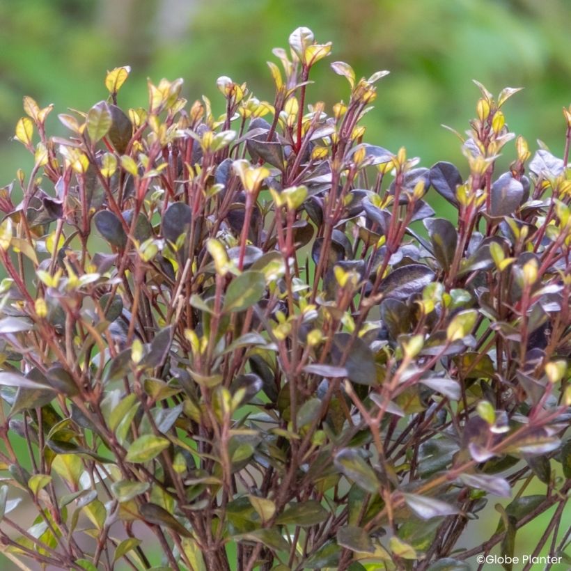 Lophomyrtus Black Stallion (Foliage)