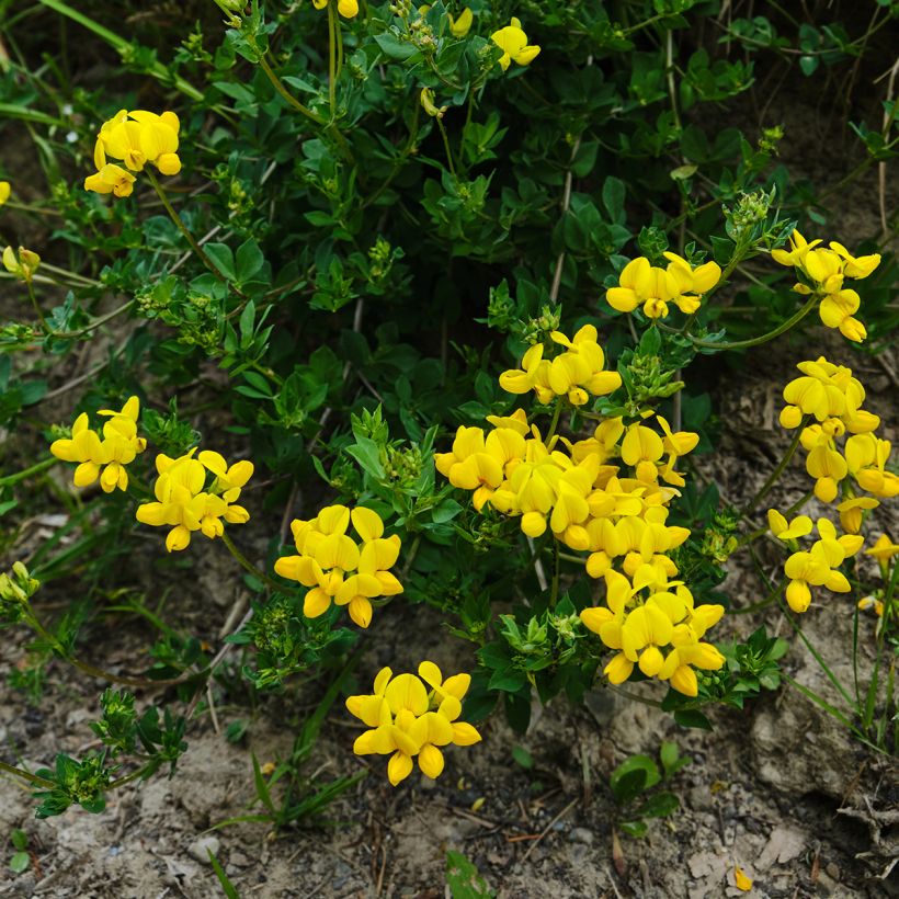 Lotus corniculatus - Lotier corniculé (Plant habit)
