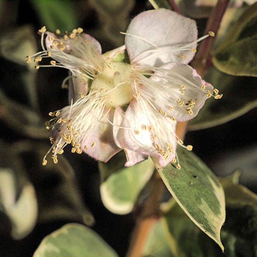 Luma apiculata Glanleam Gold - Myrte du Chili (Flowering)
