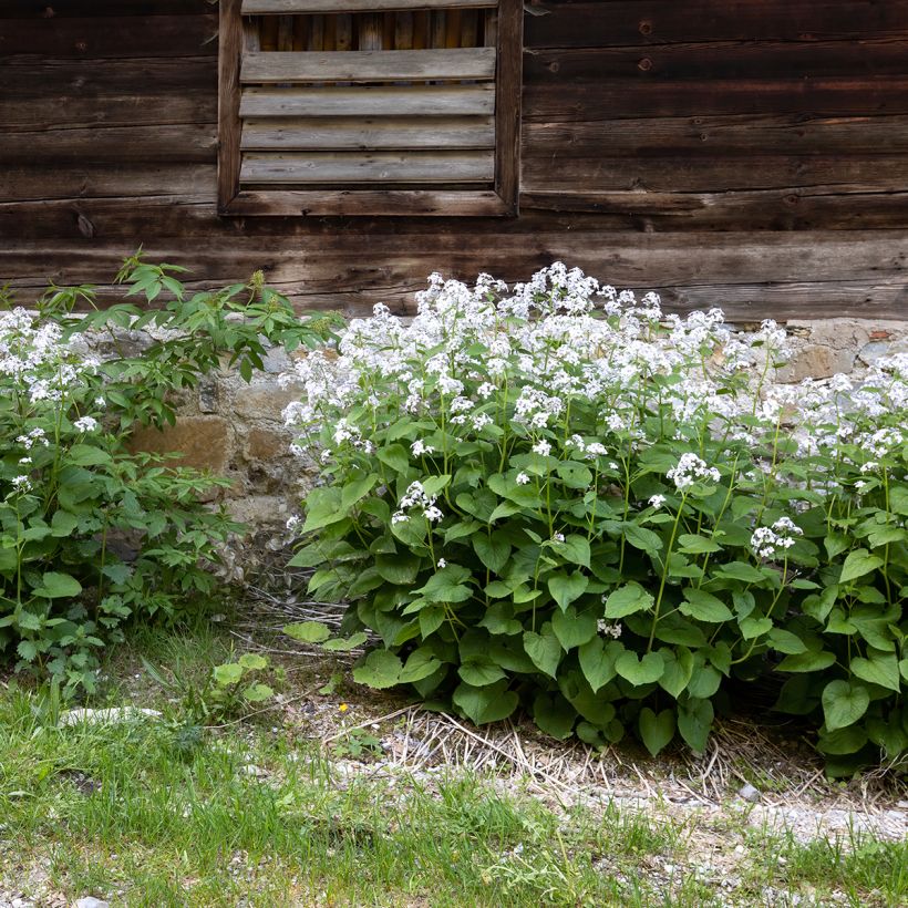 Lunaire vivace - Lunaria rediviva (Plant habit)