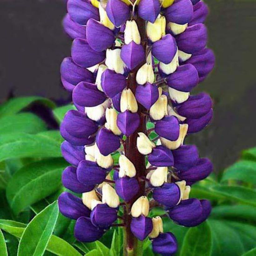 Lupin Purple Emperor - Lupin hybride (Flowering)