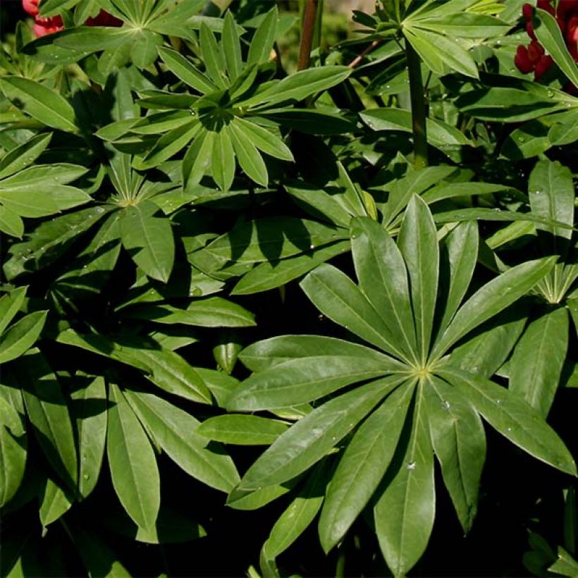 Lupin Russell hybrids Band of Nobles (Foliage)