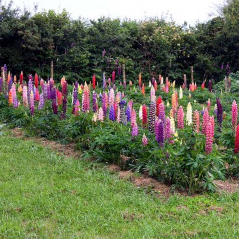 Lupin Russell hybrids Band of Nobles (Flowering)