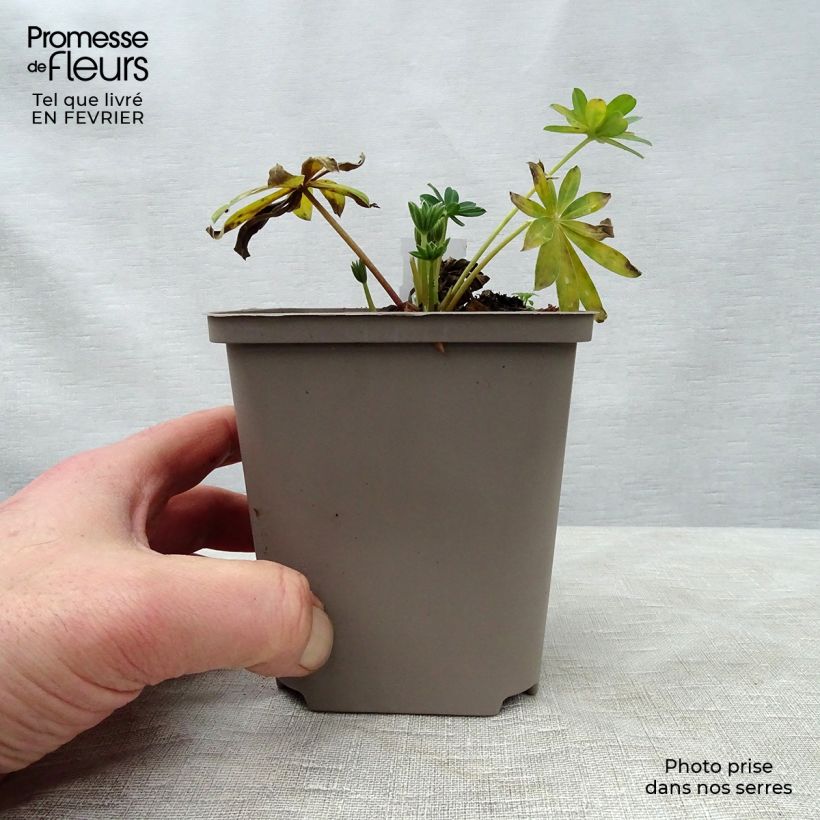 Example of Lupin West Country Blossom rose pâle Pot de 10 cm/11cm as you get in hiver