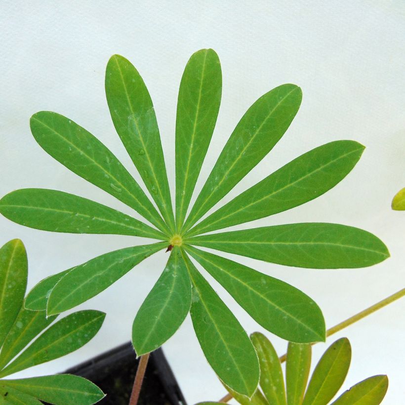 Lupin West Country Manhattan Lights (Foliage)