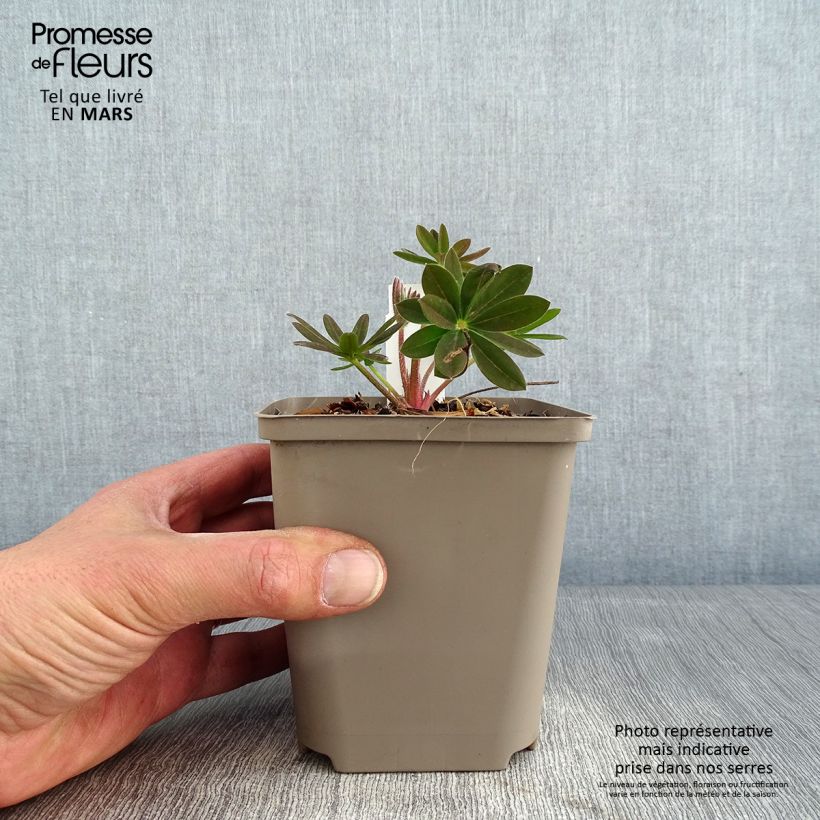Example of Lupin West Country Salmon Star saumon Pot de 10 cm/11cm as you get in hiver
