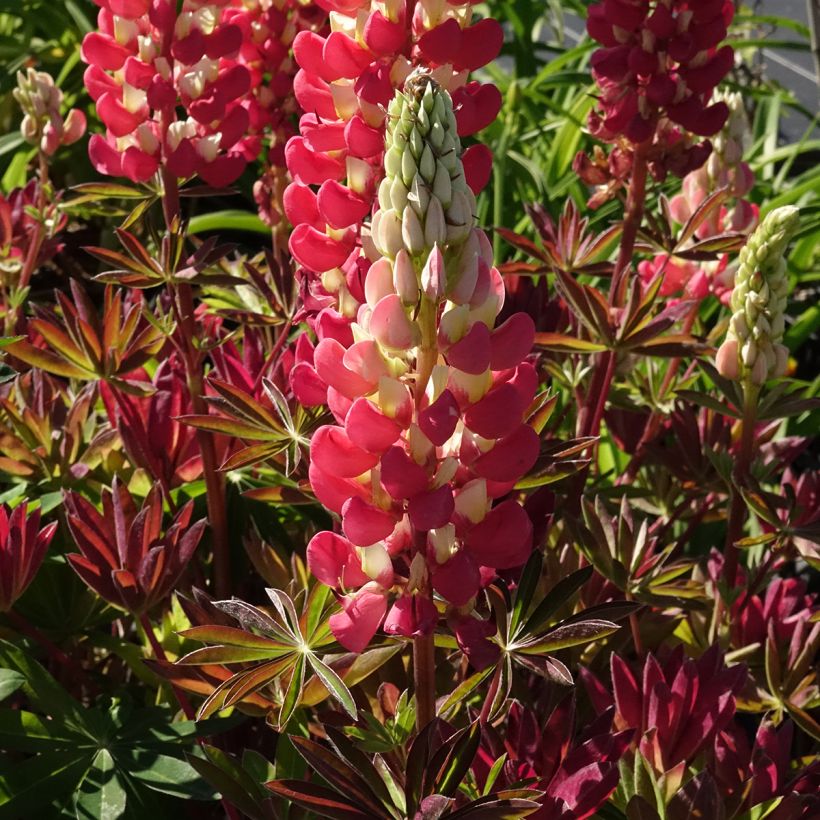 Lupin West Country Tequila Flame rouge et jaune (Flowering)