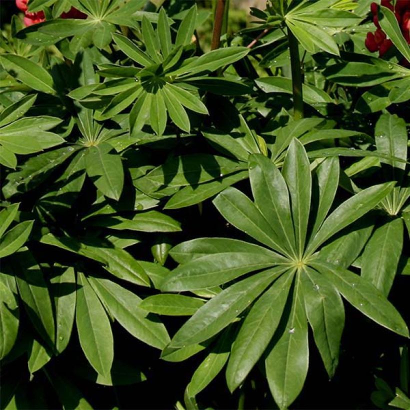 Lupin Le Chandelier jaune (Foliage)