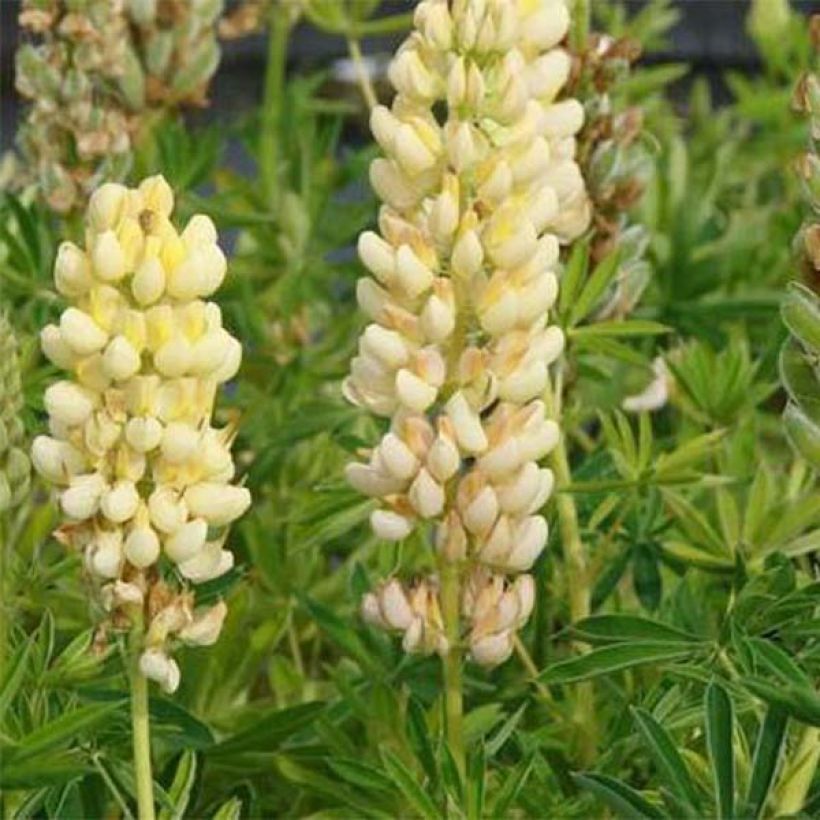 Lupin Le Chandelier jaune (Flowering)
