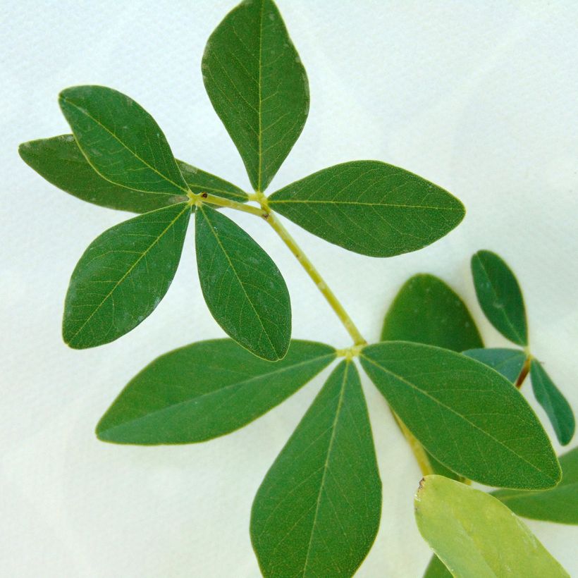 Lupin indigo - Baptisia Twilight Prairie Blues (Foliage)