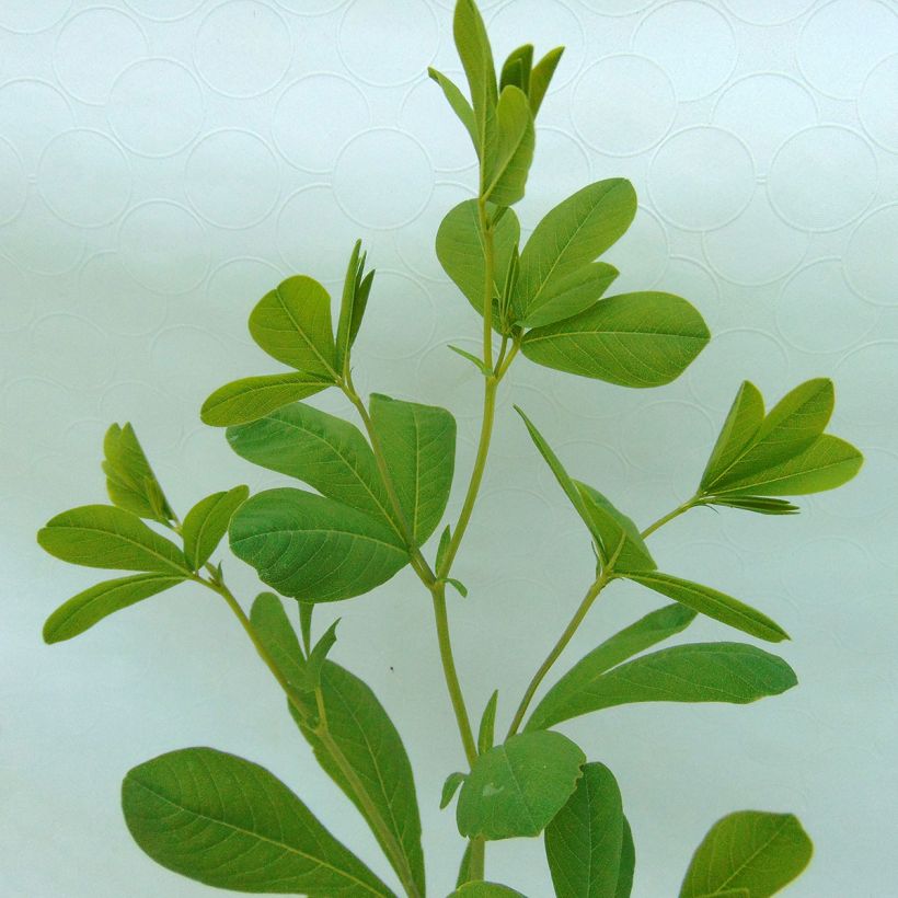 Lupin indigo, Baptisia australis (Foliage)