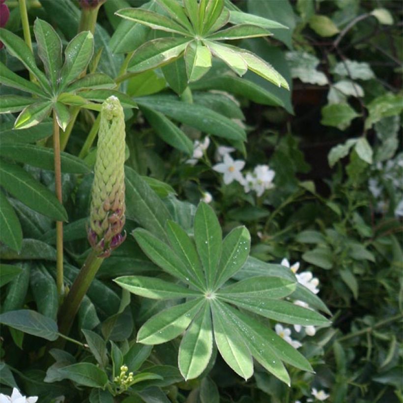 Lupin West Country Masterpiece (Foliage)