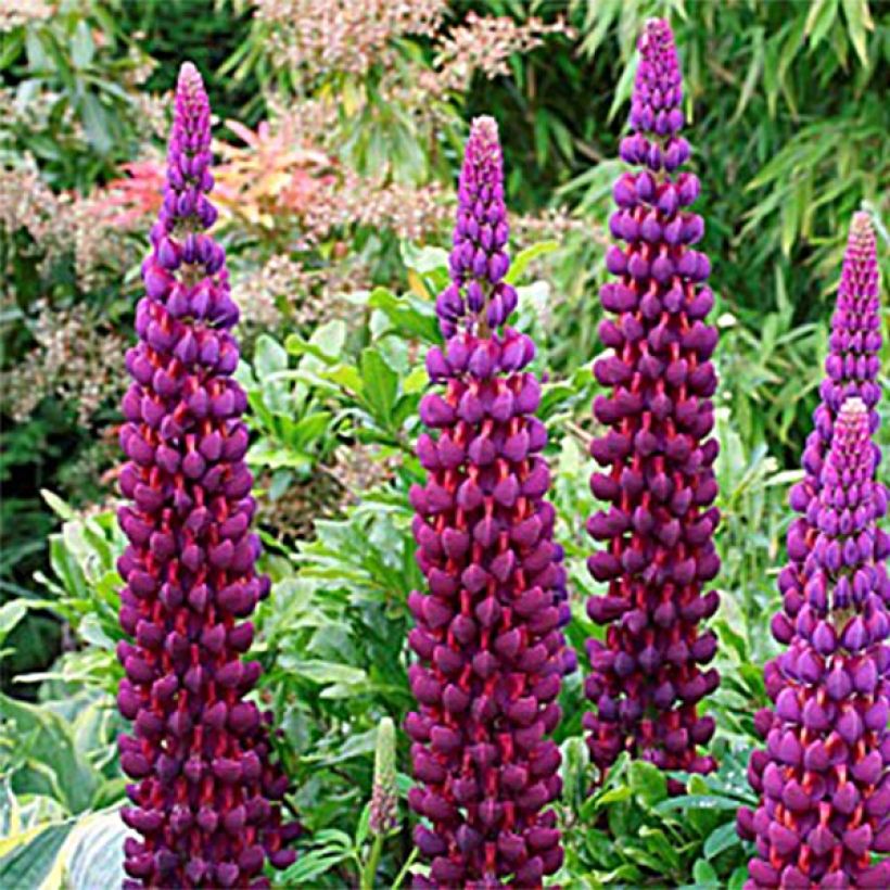 Lupin West Country Masterpiece (Flowering)