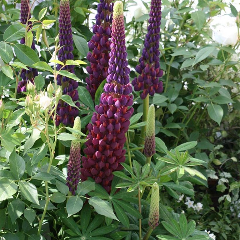 Lupin West Country Masterpiece (Plant habit)