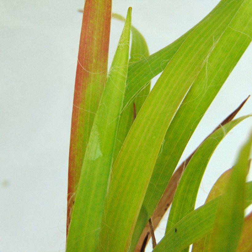 Luzule printanière - Luzula pilosa (Foliage)