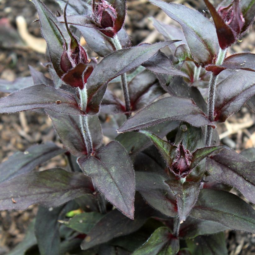 Lychnis Arkwrightii Vesuvius (Foliage)