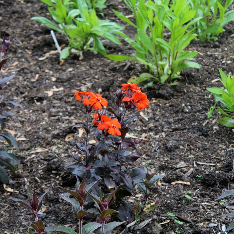 Lychnis Arkwrightii Vesuvius (Plant habit)