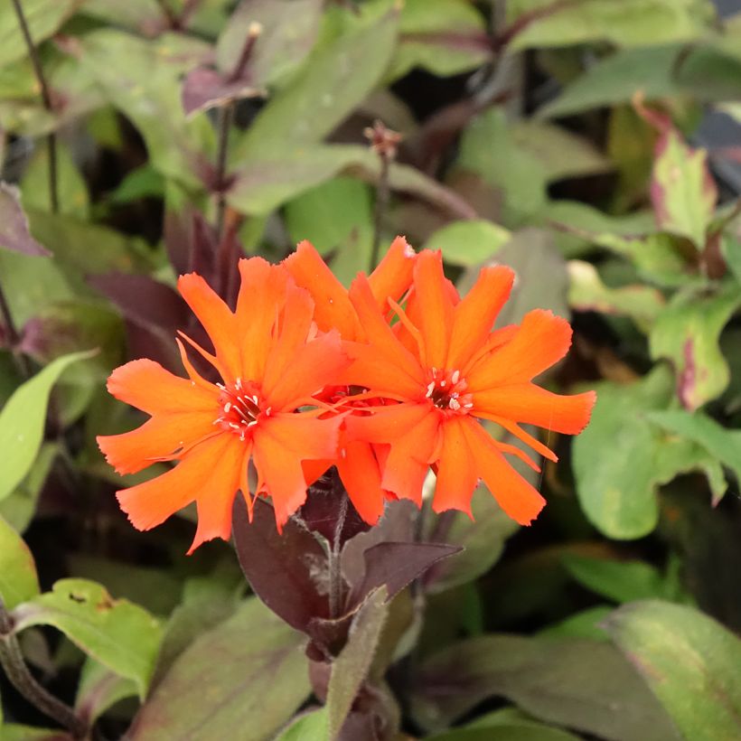 Lychnis Arkwrightii Vesuvius (Flowering)