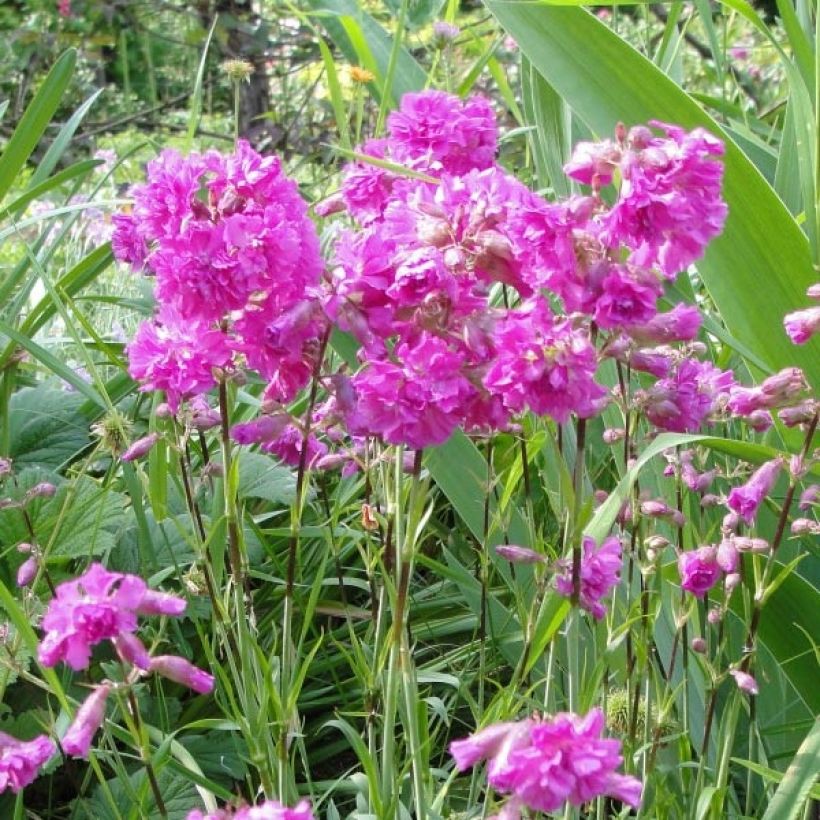 Lychnis alpina Rosea- Lychnis des Alpes Rosea - Silene suecica - Viscaria alpina (Flowering)