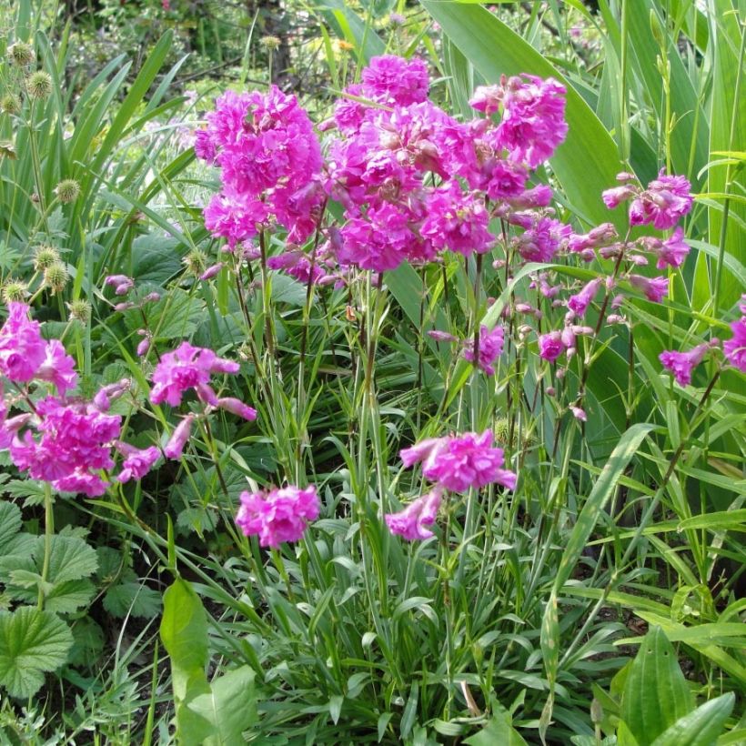 Lychnis alpina Rosea- Lychnis des Alpes Rosea - Silene suecica - Viscaria alpina (Plant habit)