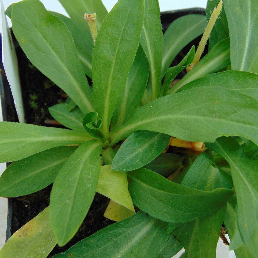 Lychnis chalcedonica Alba - Croix de Jérusalem blanche (Foliage)