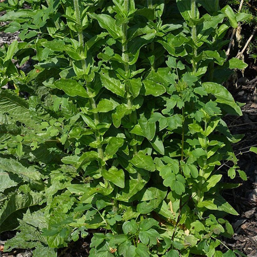 Lychnis chalcedonica Croix de Malte (Foliage)