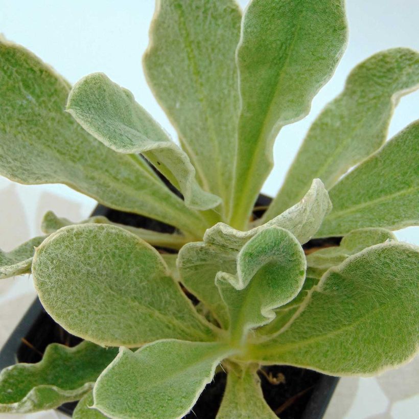 Lychnis coronaria Angel's Blush (Oculata) (Foliage)